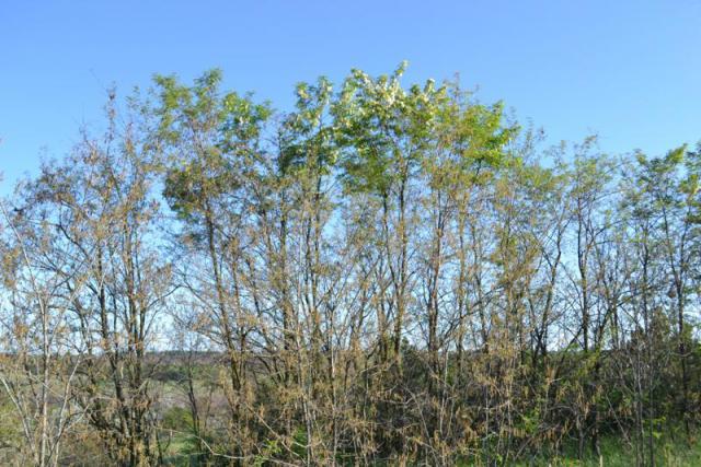 DSC_0088.JPG