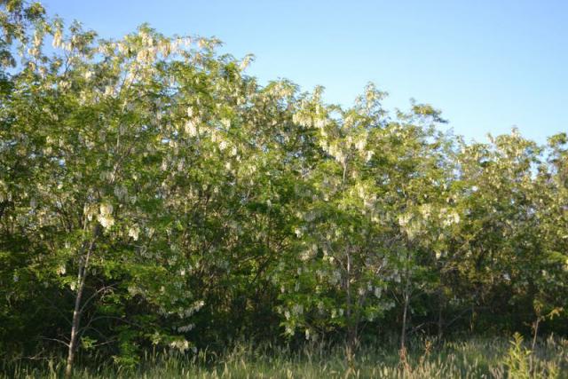 DSC_0104.JPG