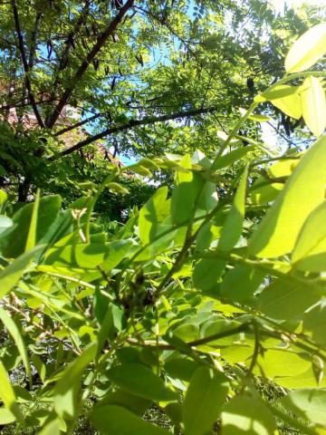 IMG_20170527_104508.jpg