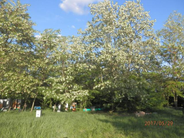 P5294394.JPG