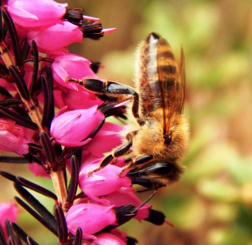 bee-macro-spring-nature-57451 - копия.jpeg