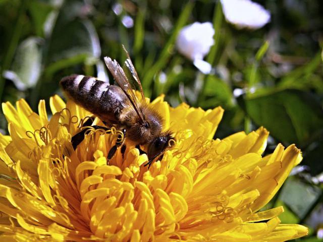 bee-dandelion-macro-spring-70572.jpeg