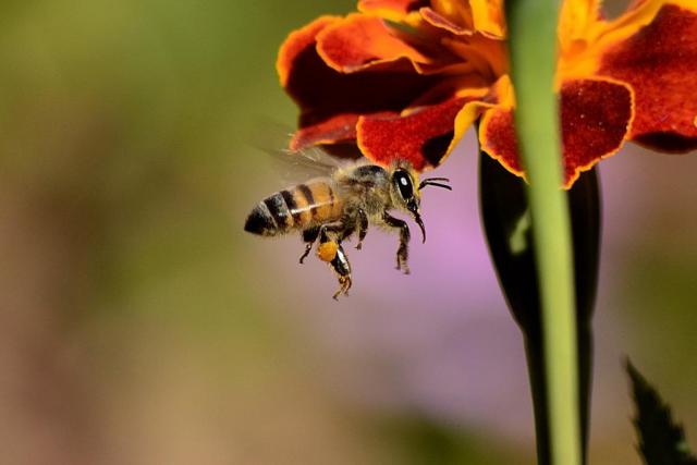 bee-sting-honey-bee-wings-60569.jpeg