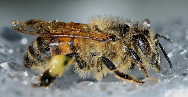 insects-hymenoptera-apis-mellifera.jpg