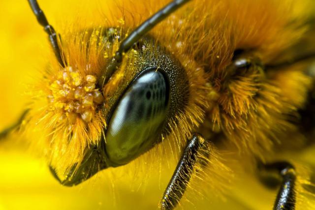 saveourbees-1024x683.jpg