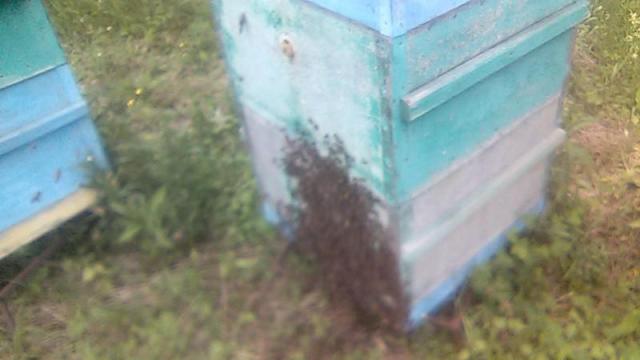 WP_20180707_002.thumb.jpg.1efb6a4c355946cda9fae53f067f67f0.jpg
