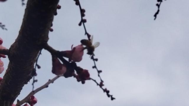 IMG_20240331_171328.jpg