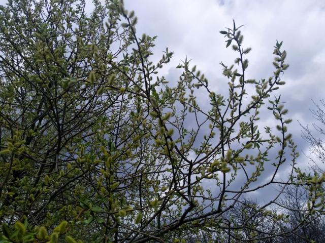 IMG_20210425_143016.thumb.jpg.b272b967ce80ac1fd31a9842d36589b6.jpg