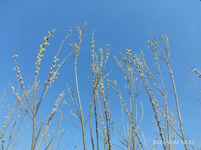 IMG_20250322_105740.thumb.jpg.3796f757b063c2be866100639c7c587c.jpg