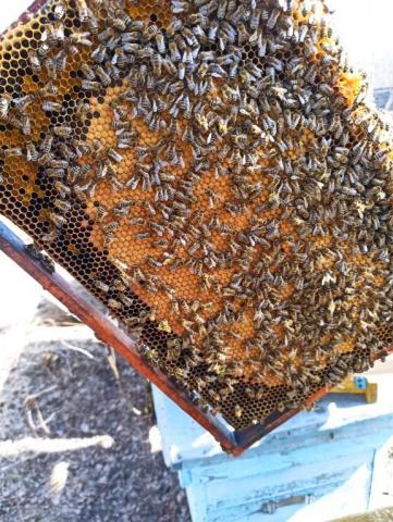 IMG_20260323_125356.thumb.jpg.7f8593d36dbf499830cffa8a5ba1eddb.jpg
