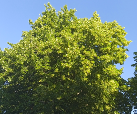 1371329971_2026-06-21123852.png.6aabf5c8988fe16f450a9abc4b5e0b37.png