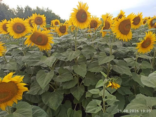 IMG_20260821_192022.thumb.jpg.f5e0ae4c69a57b472cdf090afd0ce353.jpg